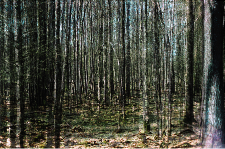 L’ÉCHINE DES ANIMAUX DISPARUS 1 - Léa Bailleux 100x66 cm. Superspostions de tirages argentiques imprimés sur papier Kodak Translucent, percés et montés sur caisson lumineux