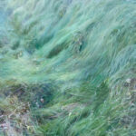 Herbes folles 5 Huile sur toile 100 x 80 cm 2023